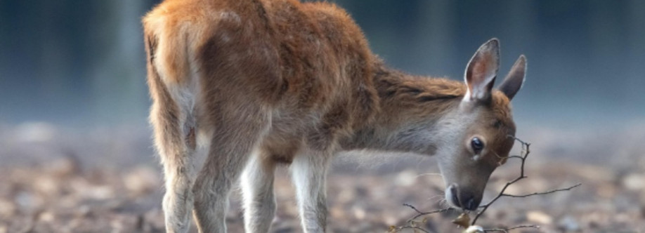 Bayjid Bostami Cover Image