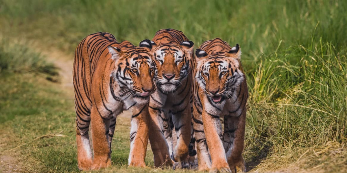 Best - Inside a Winter Jungle Retreat Experience