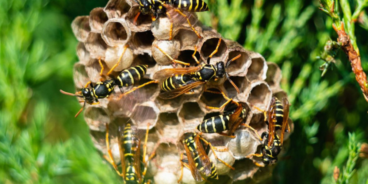 Melbourne’s Trusted Defence Against Dangerous Wasp Infestations