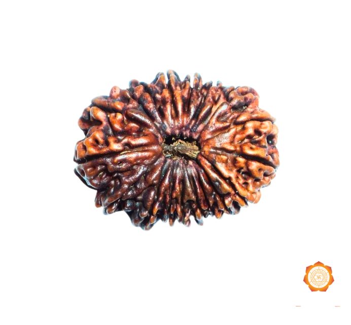 18 Mukhi Rudraksha Price | Buy Orignal 18 Mukhi Rudraksha