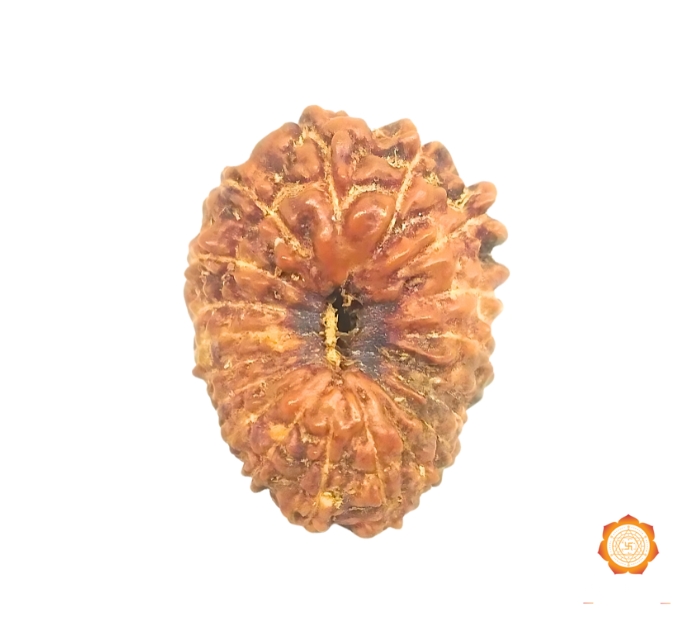 19 Mukhi Rudraksha Price | Buy Orignal 19 Mukhi Rudraksha Online