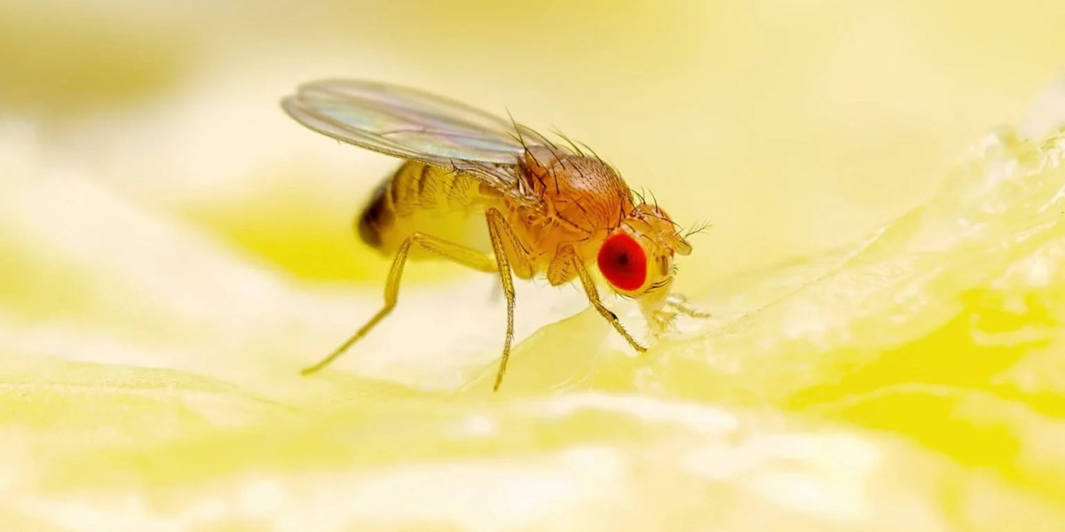 How to Deal with Wasps, Rodents, and Fleas Taking Over Melbourne Homes?