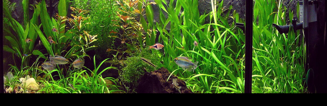 Limited Edition Corals LLC Cover Image