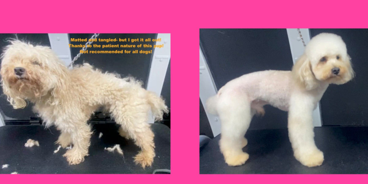 Stress-Free Pet Care Through Reliable Mobile Grooming Services