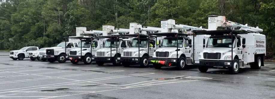 NorthEastern Tree Cover Image