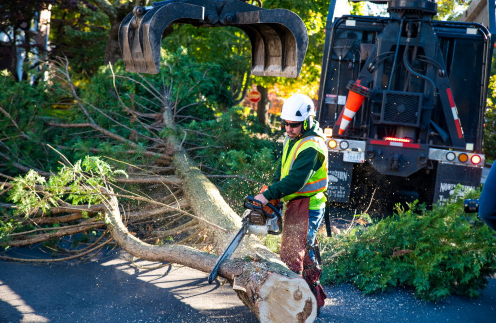 Tree Trimming and Tree Removal Services | North Eastern Tree