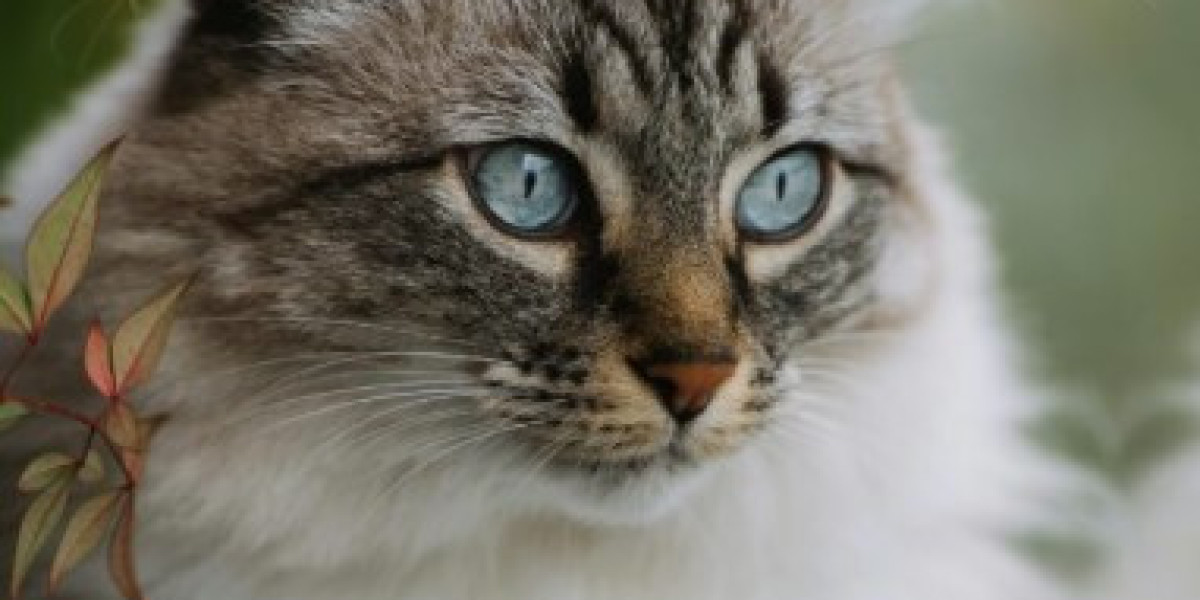 Erin Centre Animal Hospital: Compassionate and Affordable Veterinary Care in Mississauga