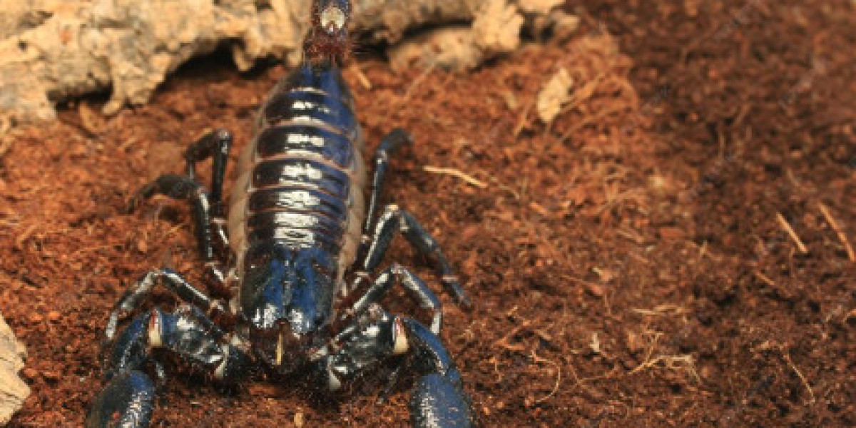 Scorpion Pest Control Las Vegas: Protect Your Home with Enviro Guard Pest Control