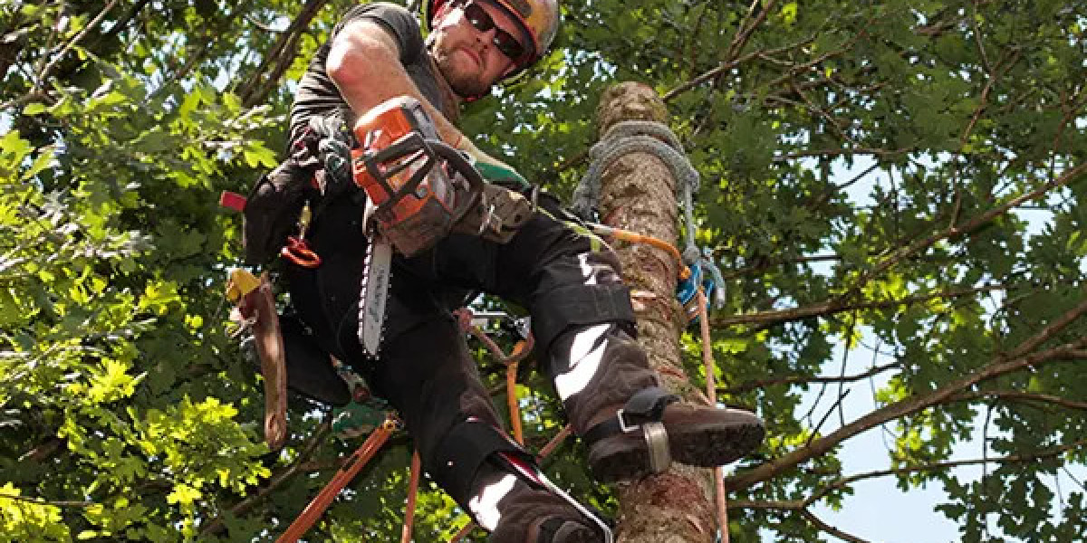 Need Tree Removal Miami? Call the Professionals at Miami Tree Crew