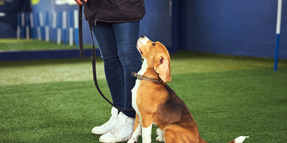 How Early Learning Shapes a Dog’s Behavior for Life