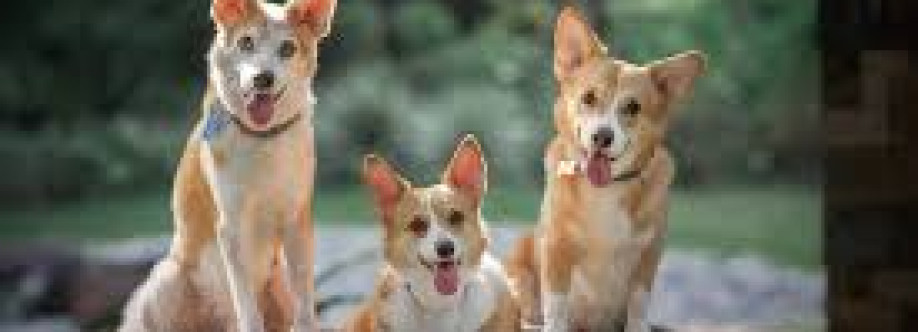 Magicdow Photography Cover Image