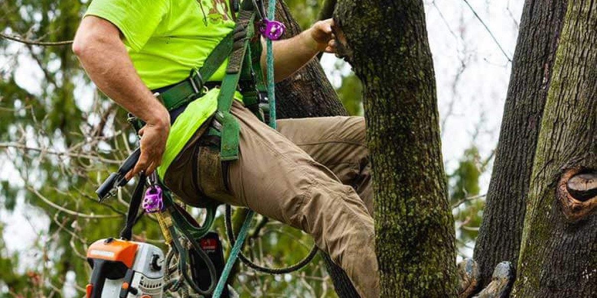 Keep Your Trees Healthy and Beautiful with Expert Tree Trimming Services