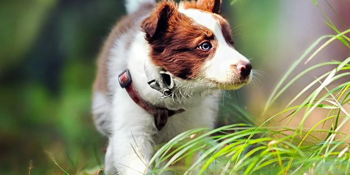 Practical Home Upgrades That Improve Comfort for Pets and Natural Light