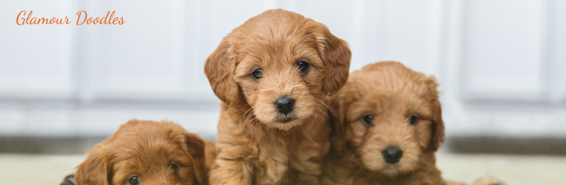 Glamour Pups Cover Image