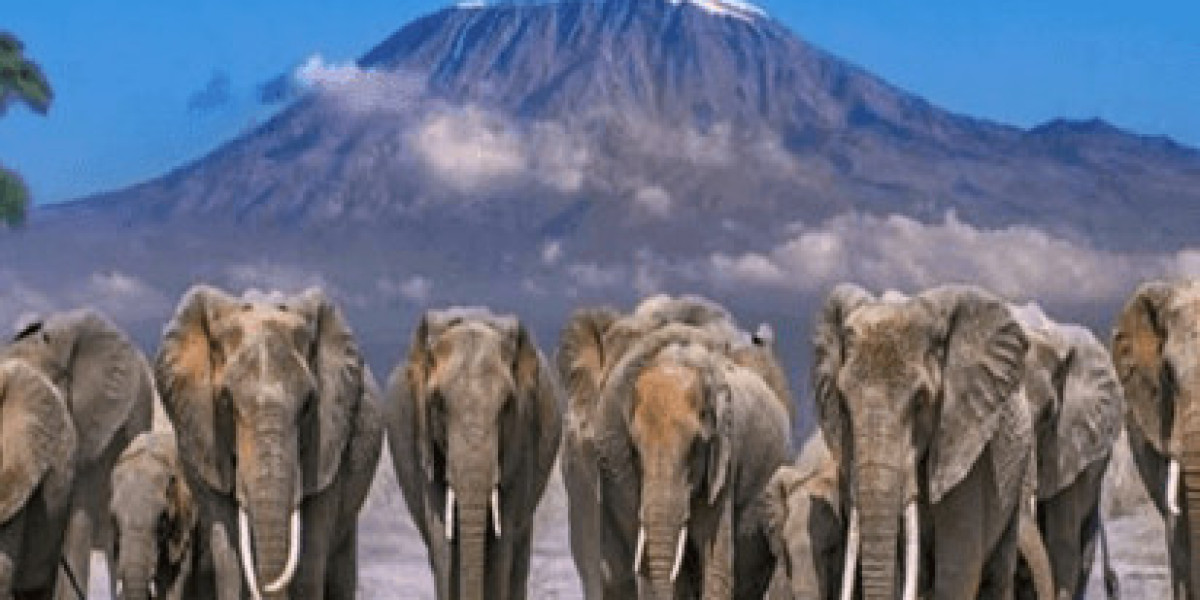 Top African Adventures That Will Make Your Travel Dreams Come True