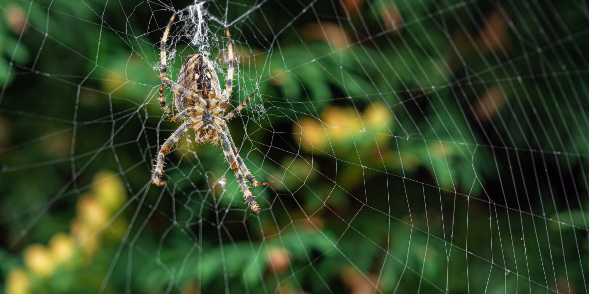 Top-Rated Spider Exterminator Las Vegas – Expert Solutions You Can Trust