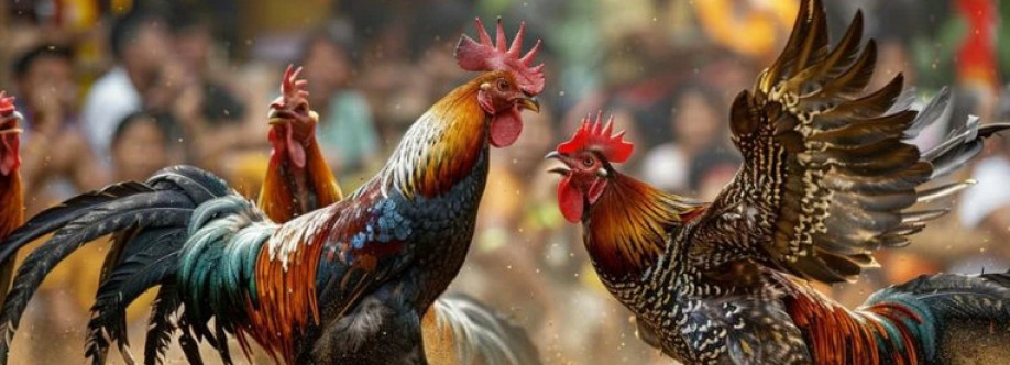 ĐÁ GÀ TRỰC TIẾP LYM Cover Image