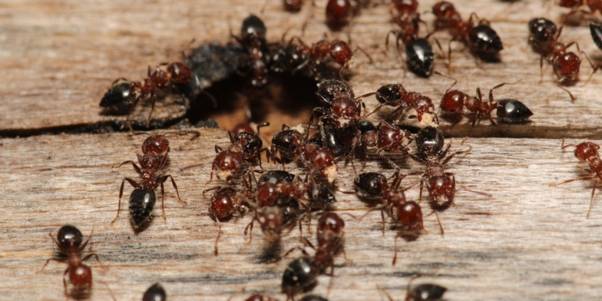 Ant Exterminator Brooklyn: Effective Solutions for Your Home