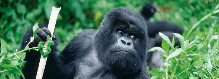 Bon Limos Cover Image