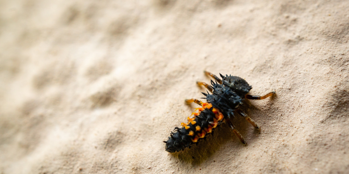 How Termites Harm Human Property and How to Get Rid of Them: Precautions and What You Shouldn’t Do