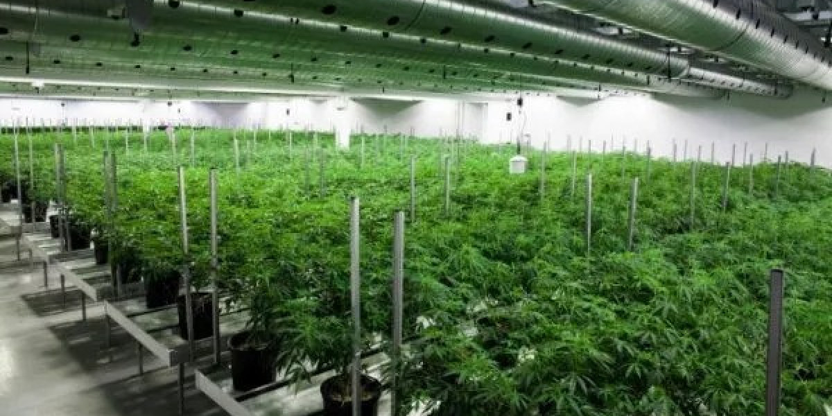 Premium Cannabis Seeds for Sale | The Clone Conservatory