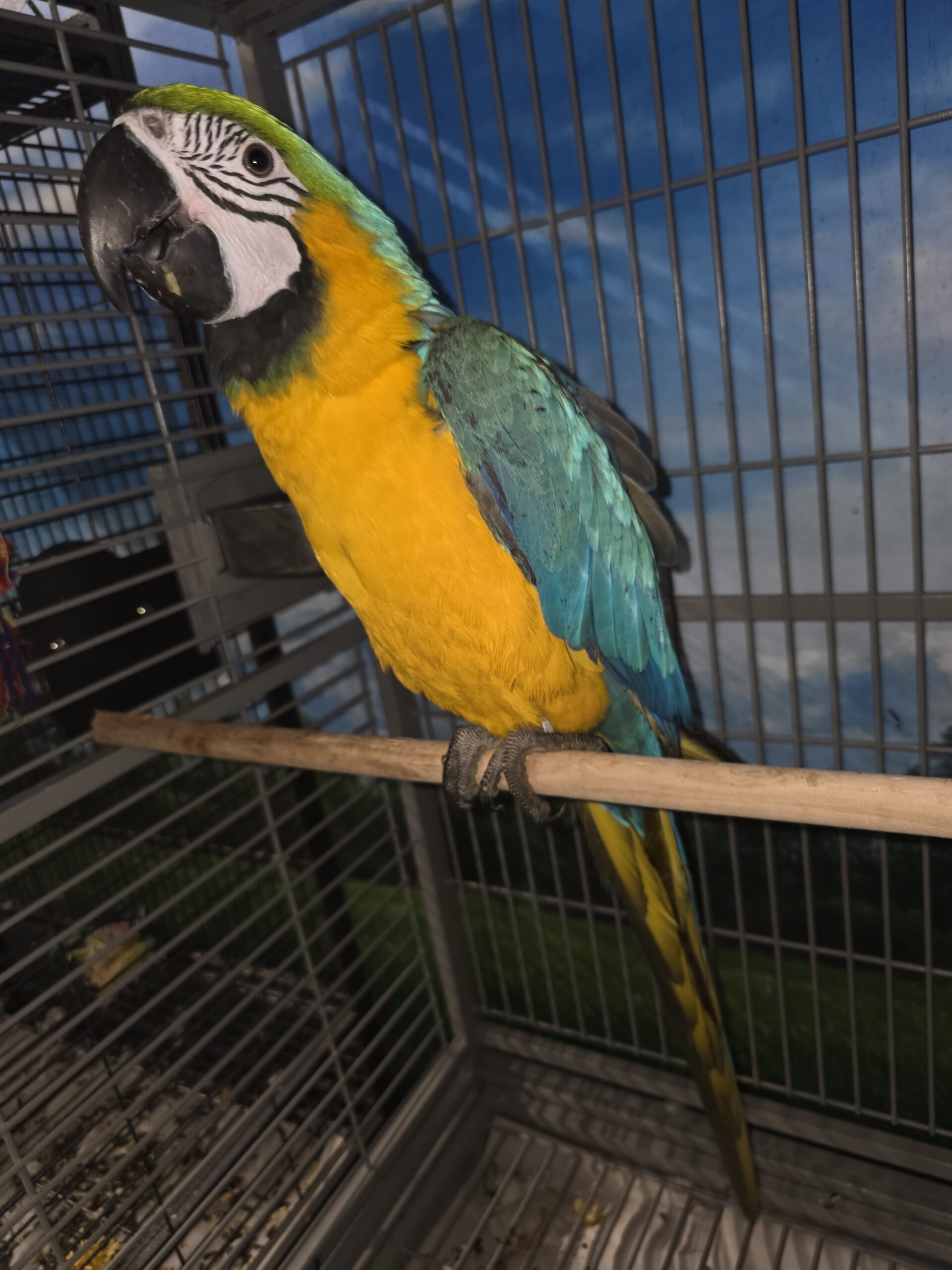 Blue and Gold Macaw for Sale​ | MJS Exotic Petshop