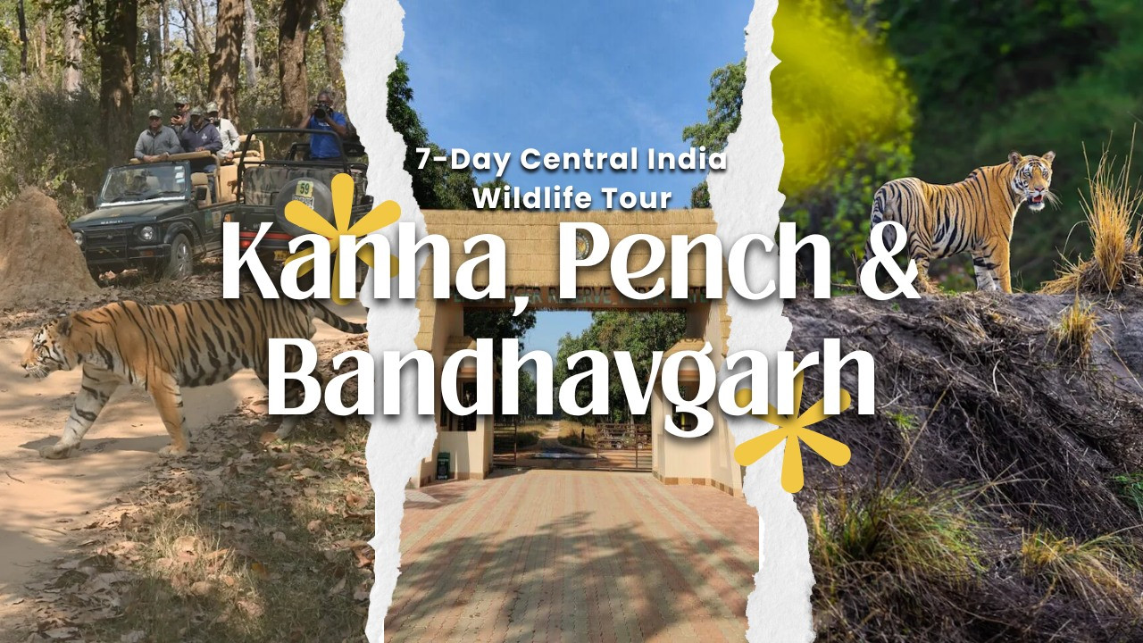 7-Day Central India Wildlife Tour: Kanha, Pench & Bandhavgarh