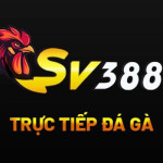 SV3888 innet Profile Picture