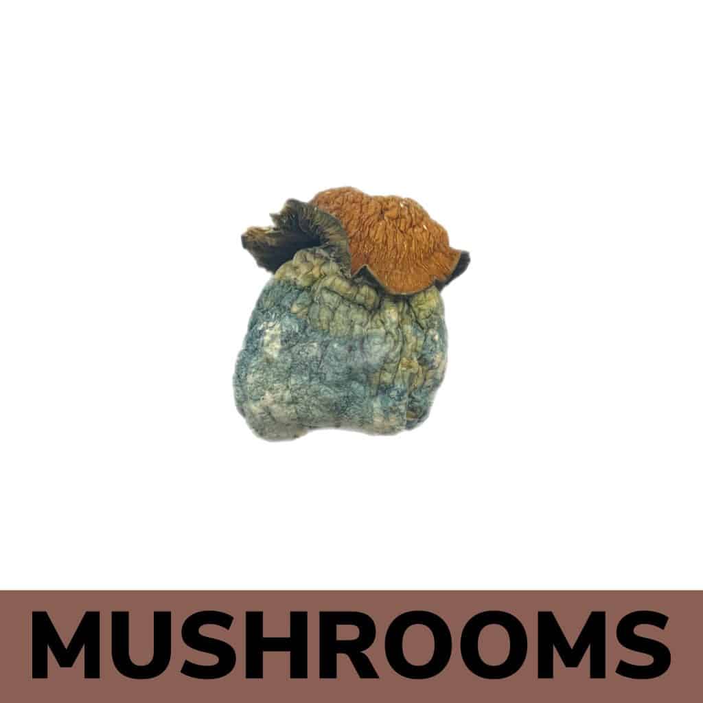 Dino Eggs | Buy Mushrooms Online | Order Now