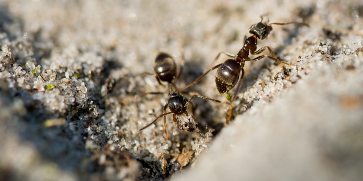 Ant Exterminator Las Vegas Specialists for Complete Property Protection