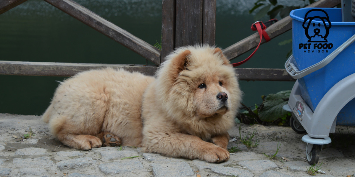 Top Air-Dried Dog Food for Healthy, Active Dogs