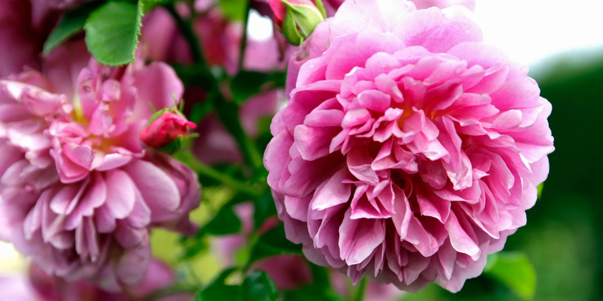 The Timeless Appeal of Natural Attars in Modern Perfumery