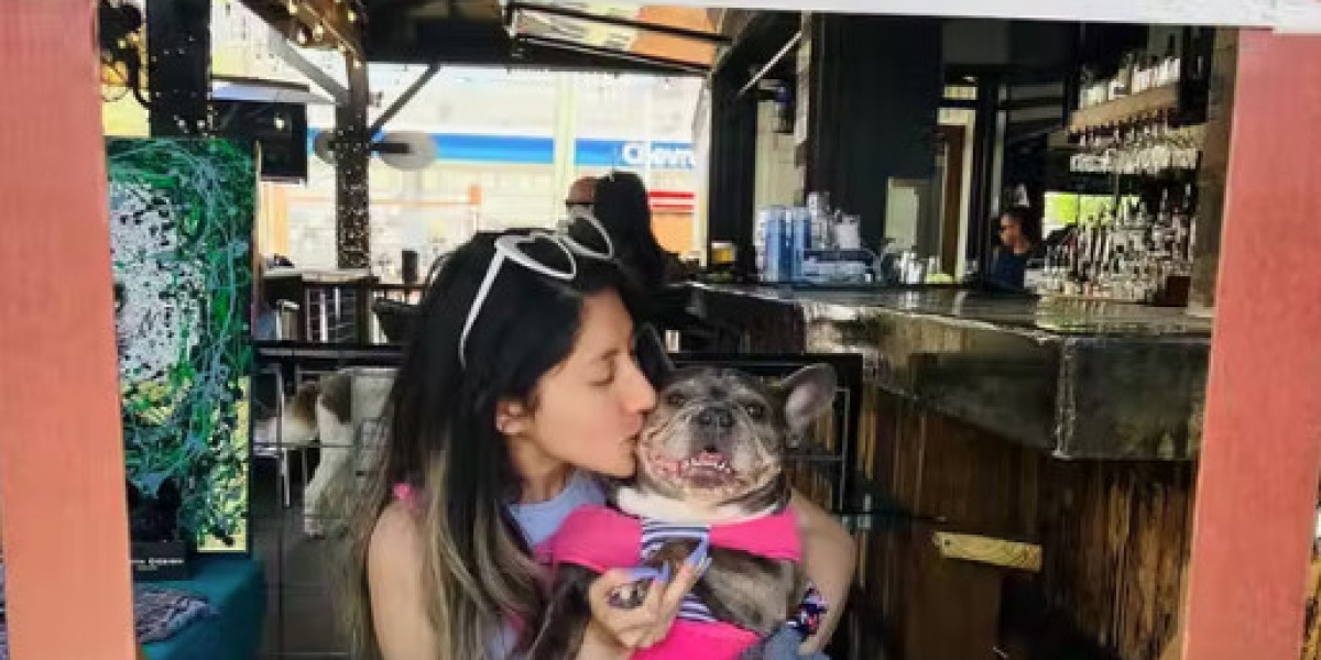 Practical Guide To Responsible French Bulldog Adoption And Rescue Process