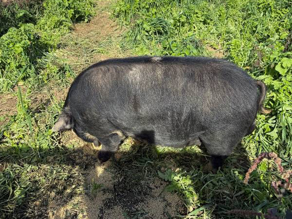 Pasture Pigs for Sale – 7 Hill Farms