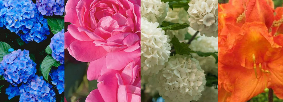 Pixies Garden Cover Image