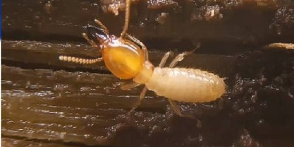 Professional Pest Control: A Practical Solution for Long-Term Protection