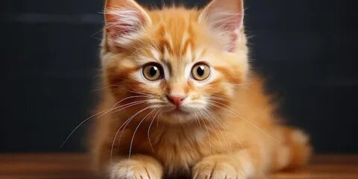 How to Say Sorry to Cat: Gentle Ways to Rebuild Trust