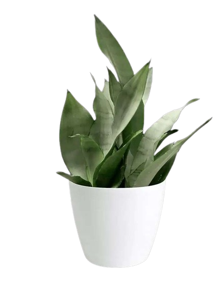 Luxury Resorts in Bhimtal | Resorts by the Baagh