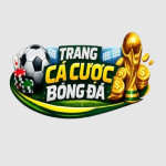 bóng đá cá cược Profile Picture