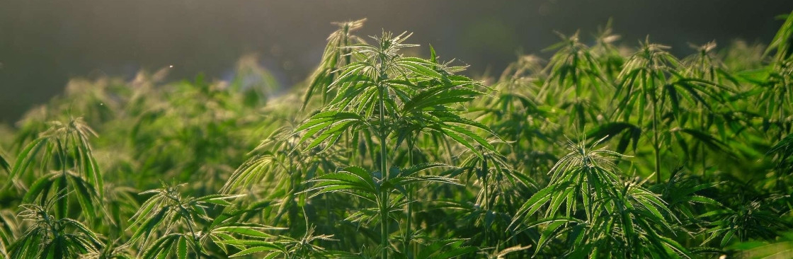 Tonik Cannabis Cover Image