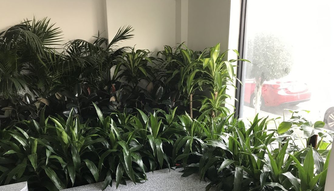 Luwasa Indoor Plant Hire: Melbourne Plant Hire: Elevate Your Space with Stunning Indoor Greenery