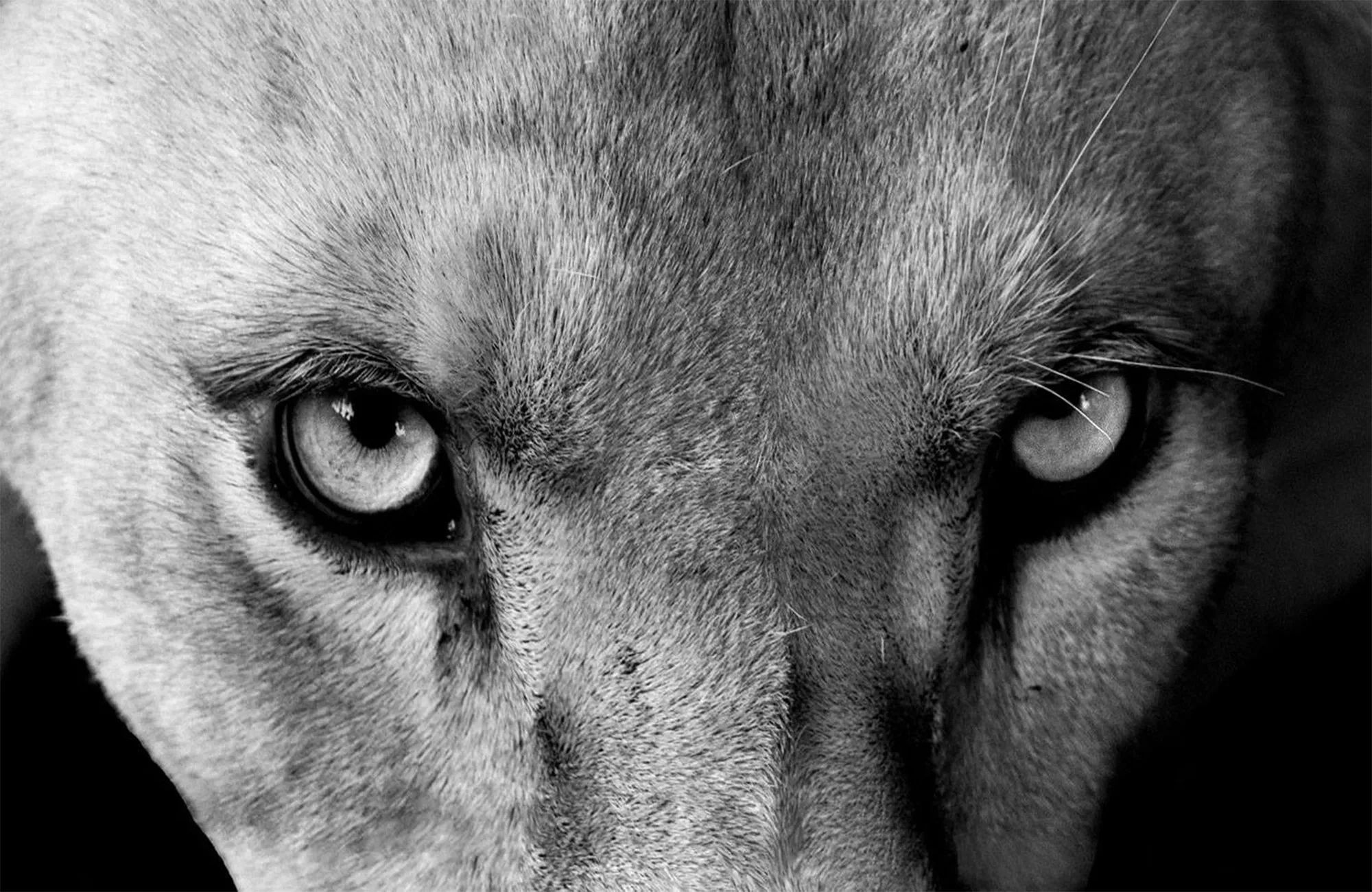 Automotive Advertising Agency