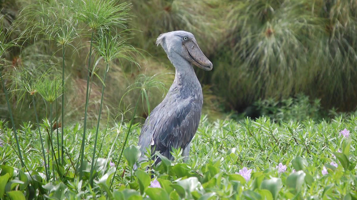 Mabamba Swamp Shoebill Tour - Bigodi Africa Expeditions