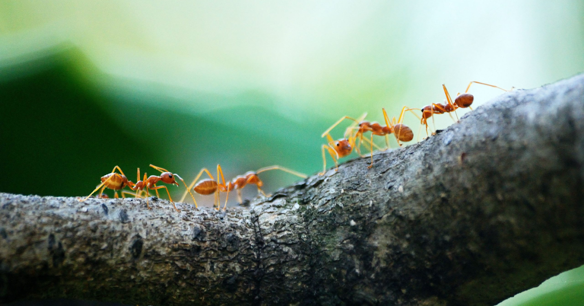 Fire Ants Gold Coast: Effective Solutions to Protect Your Property with Termicide