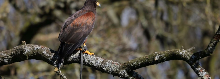 Hawkins Falconry Cover Image