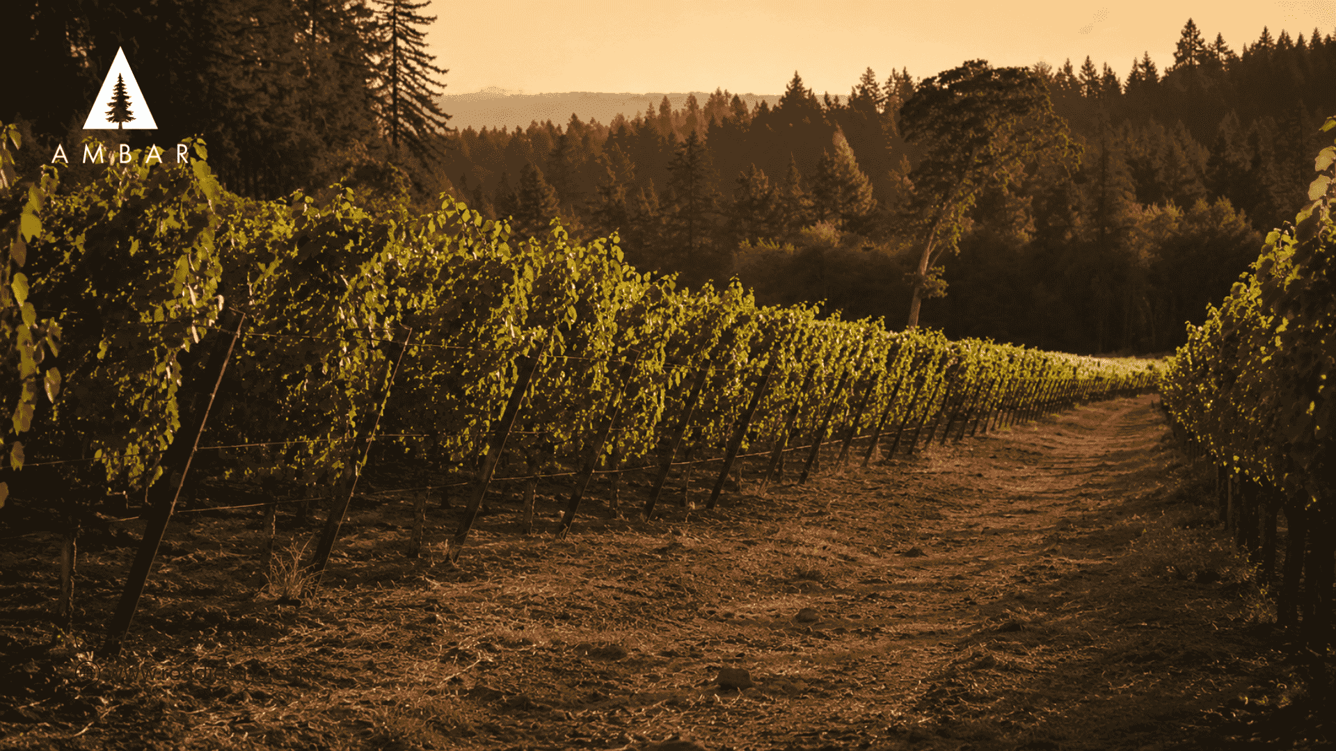 Jory Soil: How Ancient Volcanic Clay Shapes Dundee Hills Wine