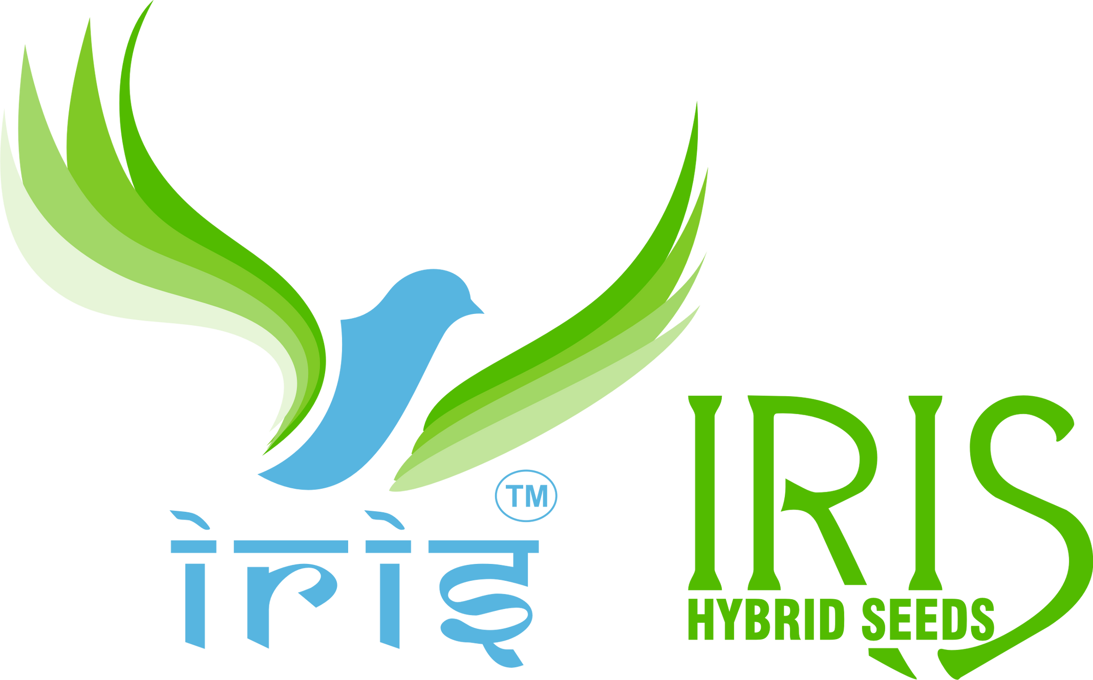 Buy Best f1 Hybrid  Okra seeds | Iris Seeds