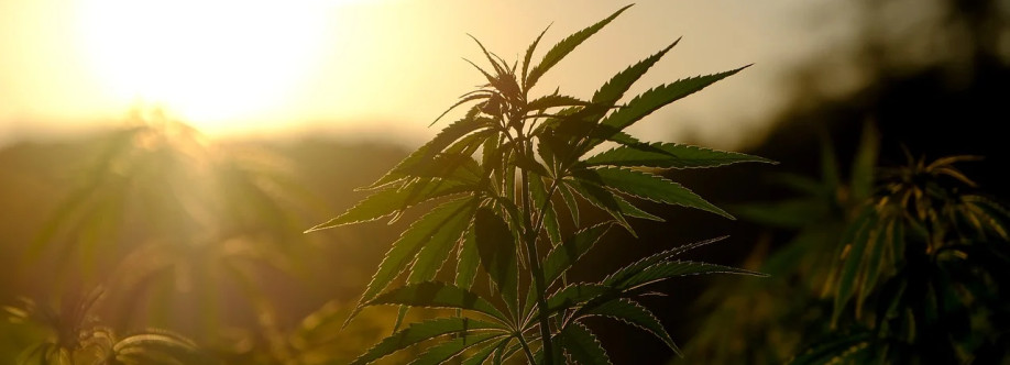 Minnesota Medical MMJ Card Cover Image