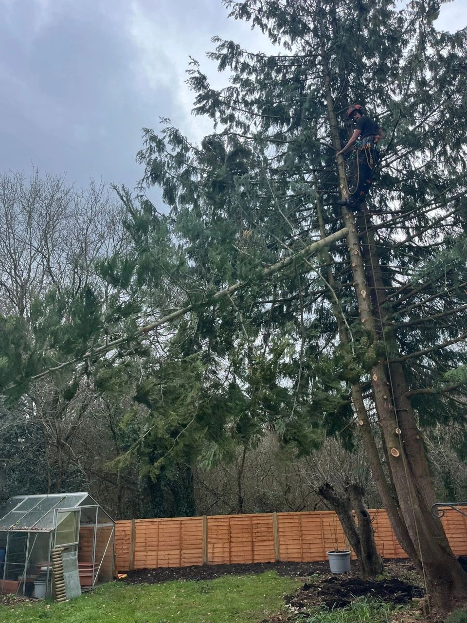When Is Tree Felling Necessary — And What Happens During Process?