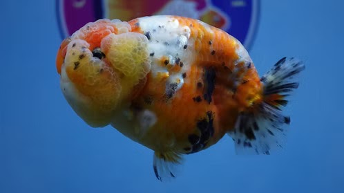 Searching for the Best Fancy Goldfish in Austin? Discover Healthy, Premium Goldfish at ChuChuGoldfish